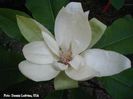 macrophylla_x_tripetala_dennis_safe