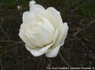 mags_pirouette_dvd_koen_safe
