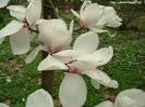 Marjorie.gossler_vance_neu_safe