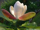 officinalis_safe_bjarne