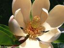 officinalis_ssp_biloba_bjarne_neu_safe
