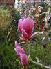 Pickards_Ruby_04.140409_safe