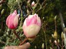 pink_champaign_vance_neu_safe