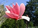 PINK_CHARM_DENNIS_safe