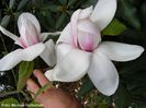Purple_Eye_x_Darjeeling_01.160409_safe