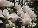 Rouged_Alabaster_03.160409_safe