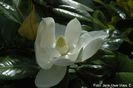 Russet_flower01_jens-uwevoss08_safe