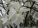 salicifolia_hilliers_narrow_koen_safe