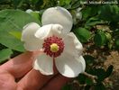sieboldii_tetraploid_5608_vhh_safe