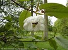 sin.grandiflora_koen_neu_safe