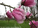 sprengeri_diva_koen_safe