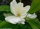 thompsoniana_bjarne_neu_safe