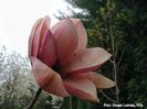 toroxgorgeous_dennis_safe