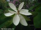 tripetala_x_obovata_dennis_SAFE
