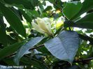 velutina_jose_safe