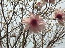 VICO_MULTIPETAL2_VANCE_BEI_WIM_Vance-safe