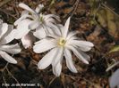 Waterlily_jo09_safe