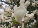 White_Giant_jo09_safe