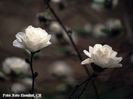 White_Rose_reto_safe