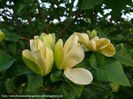 Yellow_Bird_bgc_neu_SAFE