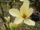 Yellow_Garland_04.160409_safe