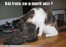 Pisica miroase pantofii