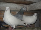 Picture 1934