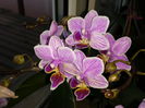 25 Orhidee Phalaenopsis