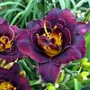 hemerocallis-voodoo-dancer, ok