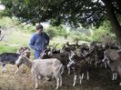 Capre Toggenburg la umbra