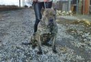 presa canario