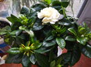 gardenia mea draga