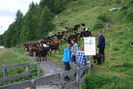 Alpine austriece si britanice frumoase
