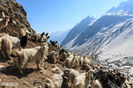 Capre in Himalaya