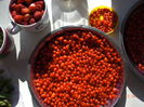 goji recolta noiembrie