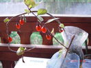 goji in balcon