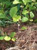 schisandra inflorita