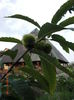 castane comestibile