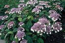 hydrangea_aspera_macrophylla_35