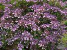 hydrangea_aspera_villosa_35