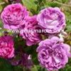 William_Lobb_Mov_cu_violet_istoric_Moss