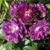 Perennial_Blue_taratori/cataratori_