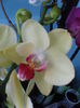orhidee