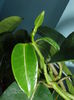 stephanotis care a terminat inflorirea si a inceput sa ii dea lastar