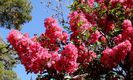 Lagerstroemia Dynamite