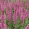 salvia pink friesland