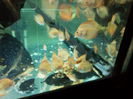 pui discus la 30 zile