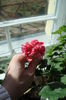 muscata pepermint red
