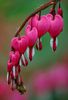 dicentra