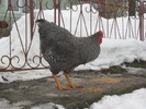 Plymouth Rock